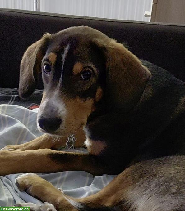 Bild 6: DRINGEND: Junghund Jack sucht endgültiges Zuhause!