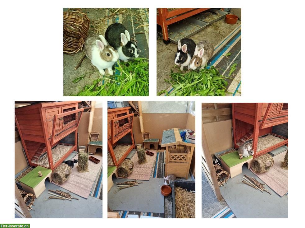 2 Farbenzwerge (Zwergkaninchen) suchen neues Zuhause