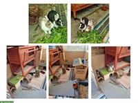 2 Farbenzwerge (Zwergkaninchen) suchen neues Zuhause