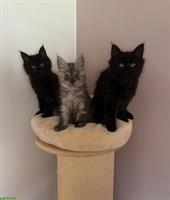 Maine Coon Kitten, Black Smoke und Black Solid