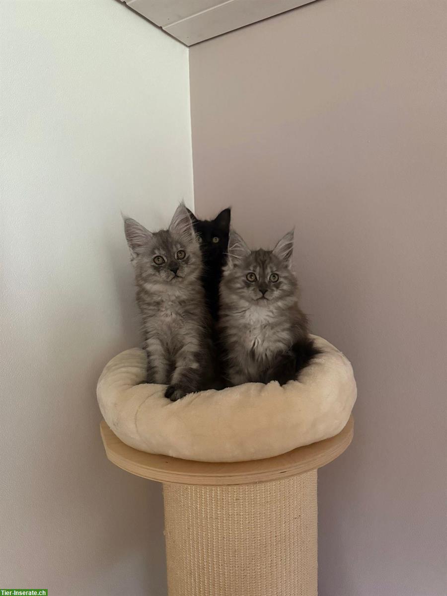 Bild 2: Maine Coon Kitten, Black Smoke und Black Solid