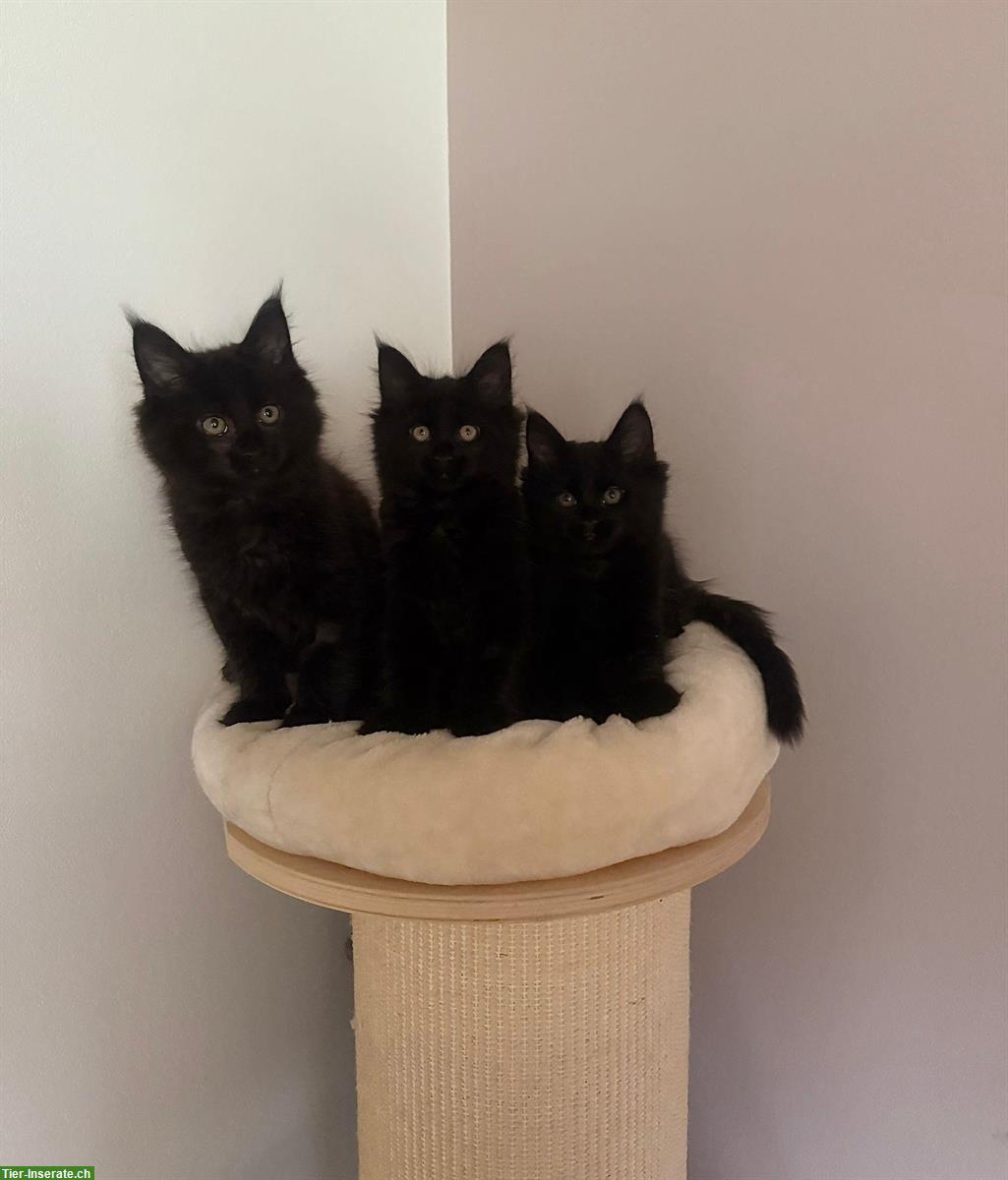 Bild 4: Maine Coon Kitten, Black Smoke und Black Solid