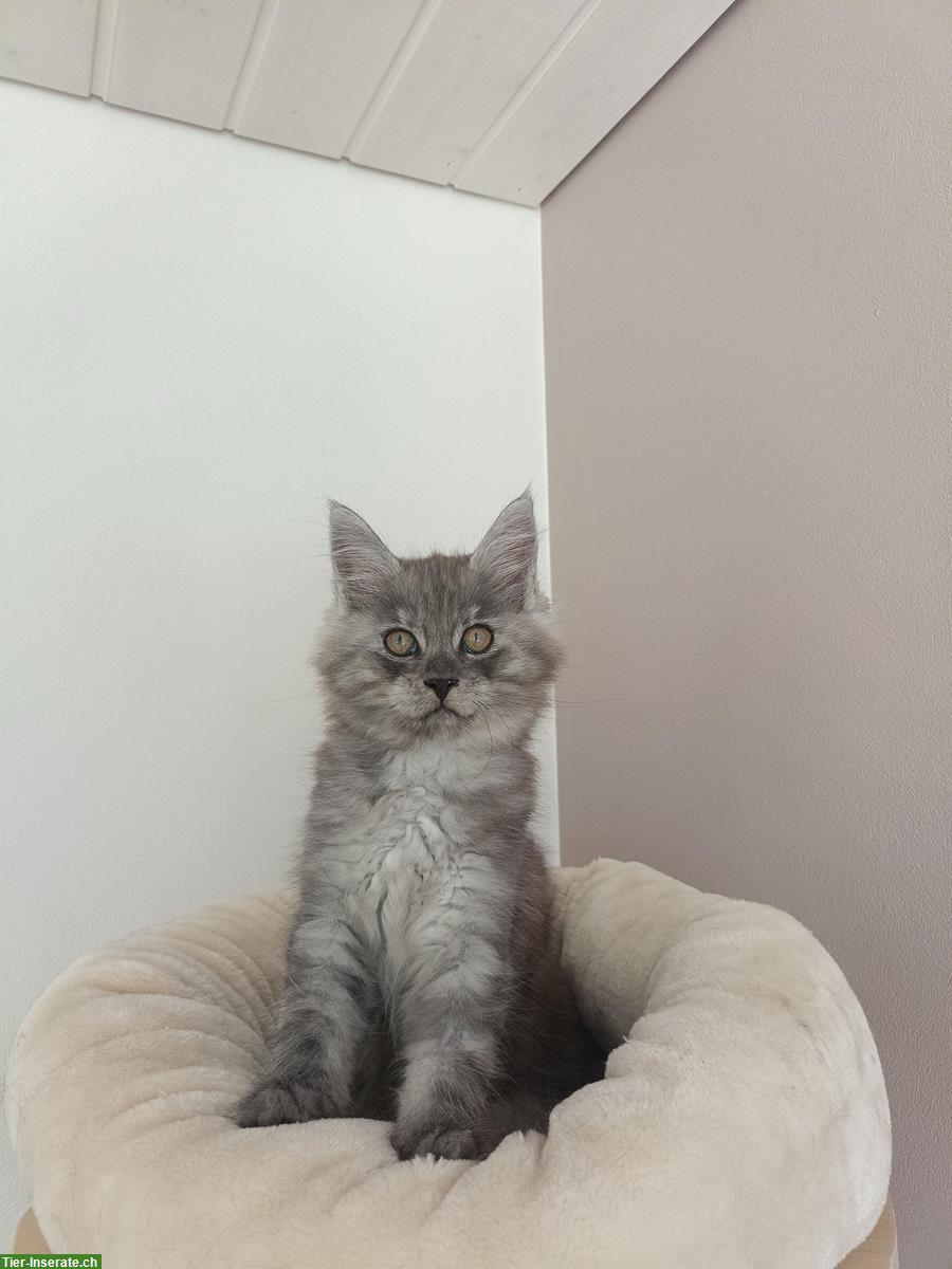 Bild 5: Maine Coon Kitten, Black Smoke und Black Solid