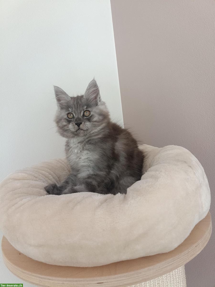 Bild 6: Maine Coon Kitten, Black Smoke und Black Solid