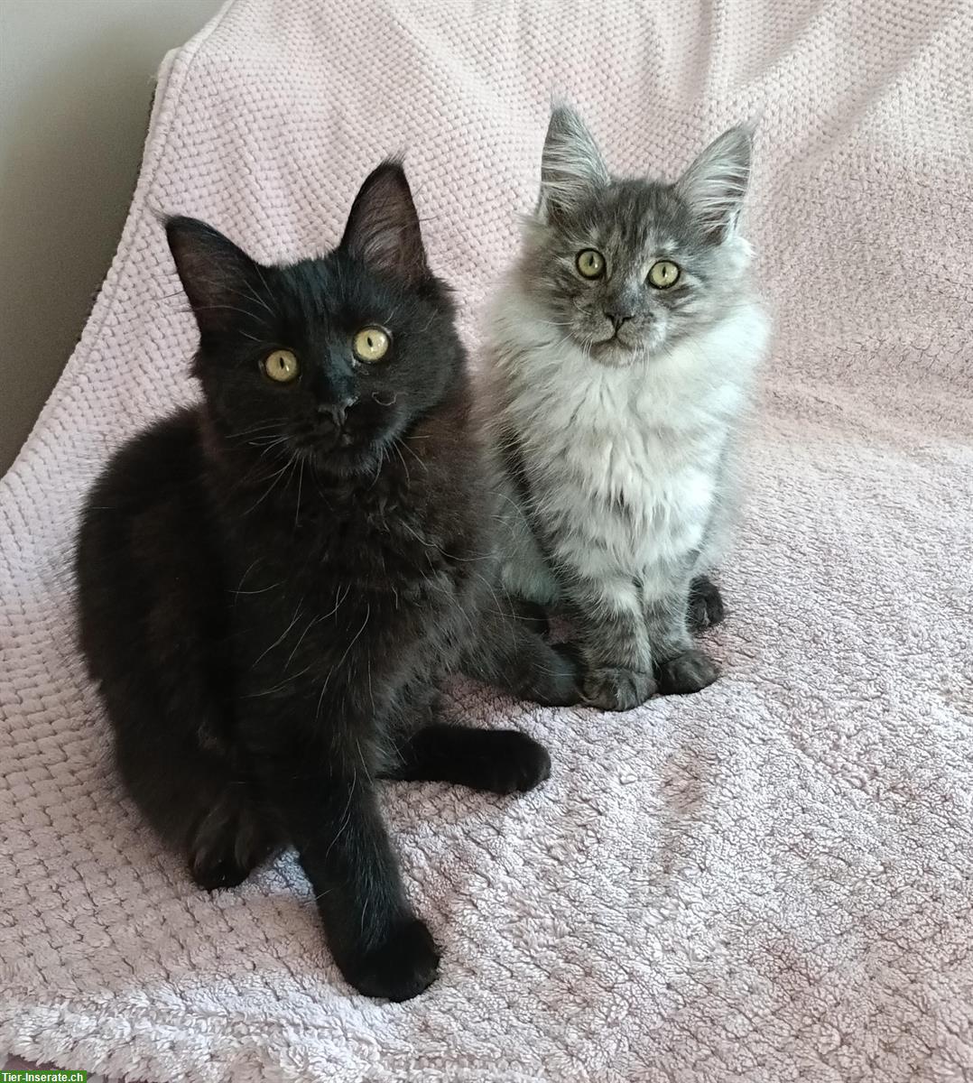 Bild 7: Maine Coon Kitten, Black Smoke und Black Solid