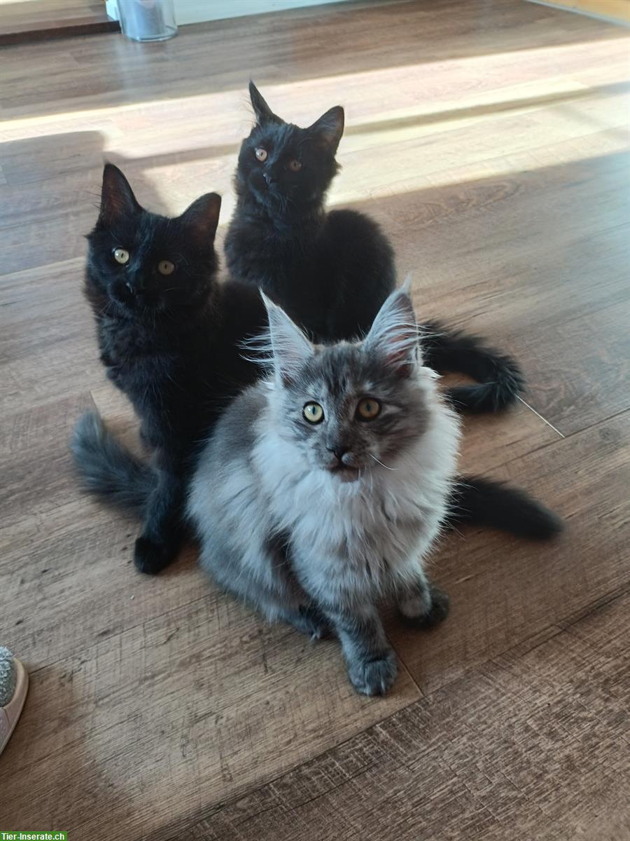 Bild 8: Maine Coon Kitten, Black Smoke und Black Solid