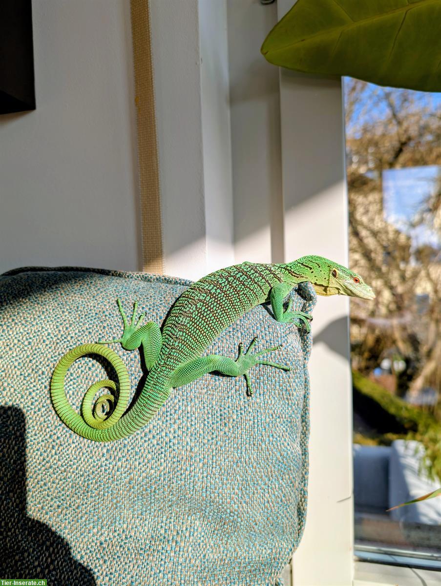 Smaragdwaran kaufen: 1.0 Varanus prasinus (Sorong)