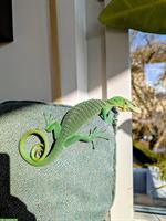 Smaragdwaran kaufen: 1.0 Varanus prasinus (Sorong)