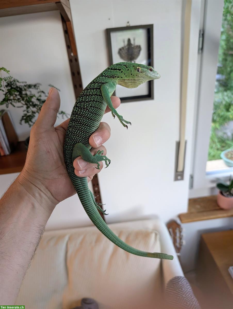 Bild 2: Smaragdwaran kaufen: 1.0 Varanus prasinus (Sorong)