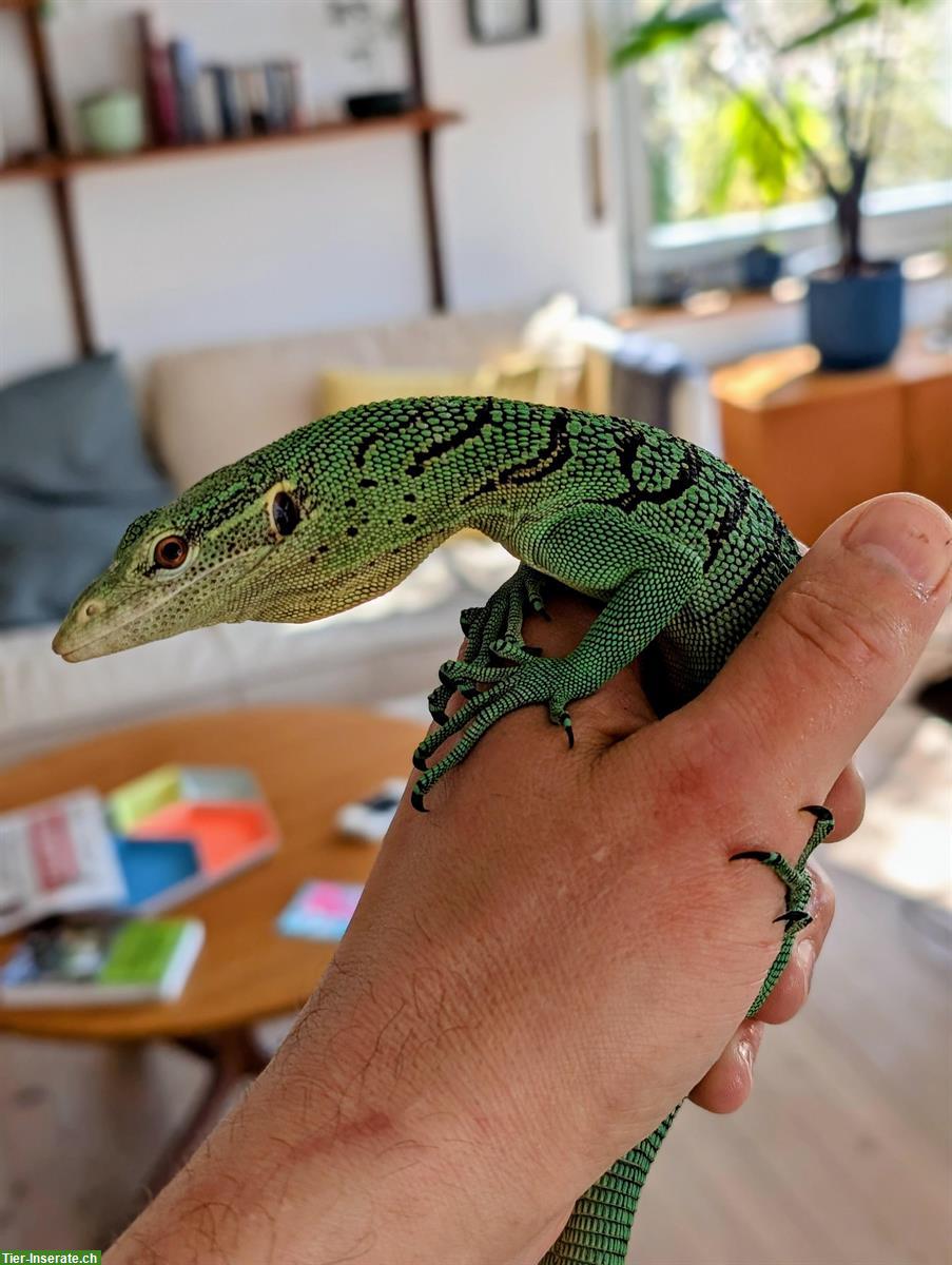 Bild 3: Smaragdwaran kaufen: 1.0 Varanus prasinus (Sorong)