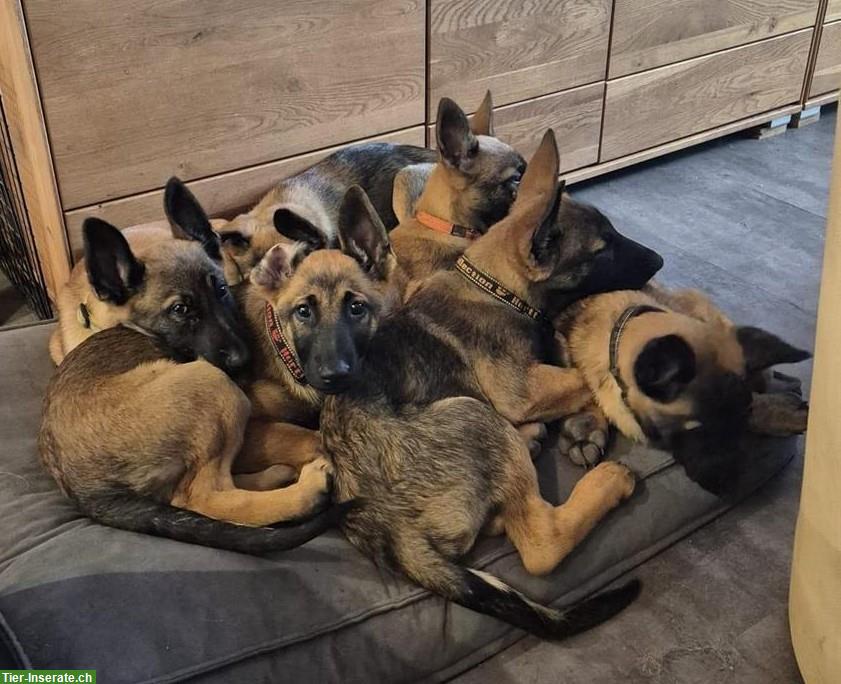 Malinois x Deutscher Schäferhund Welpen