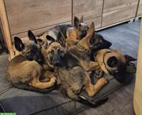 Malinois x Deutscher Schäferhund Welpen