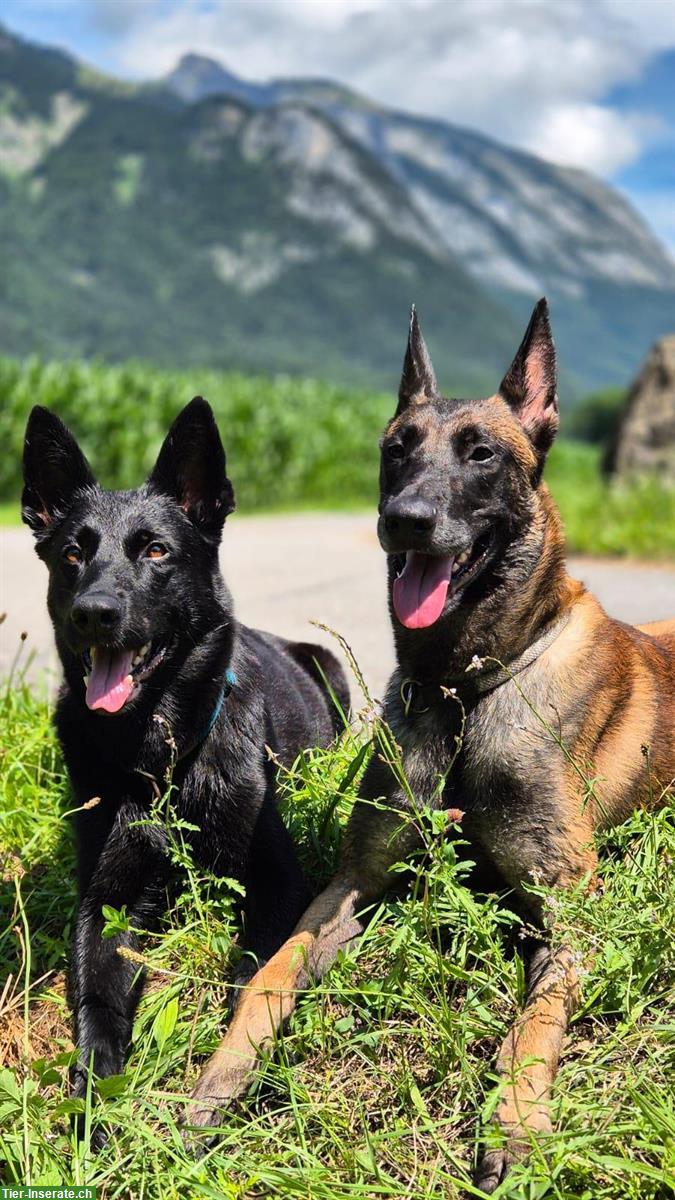 Bild 2: Malinois x Deutscher Schäferhund Welpen