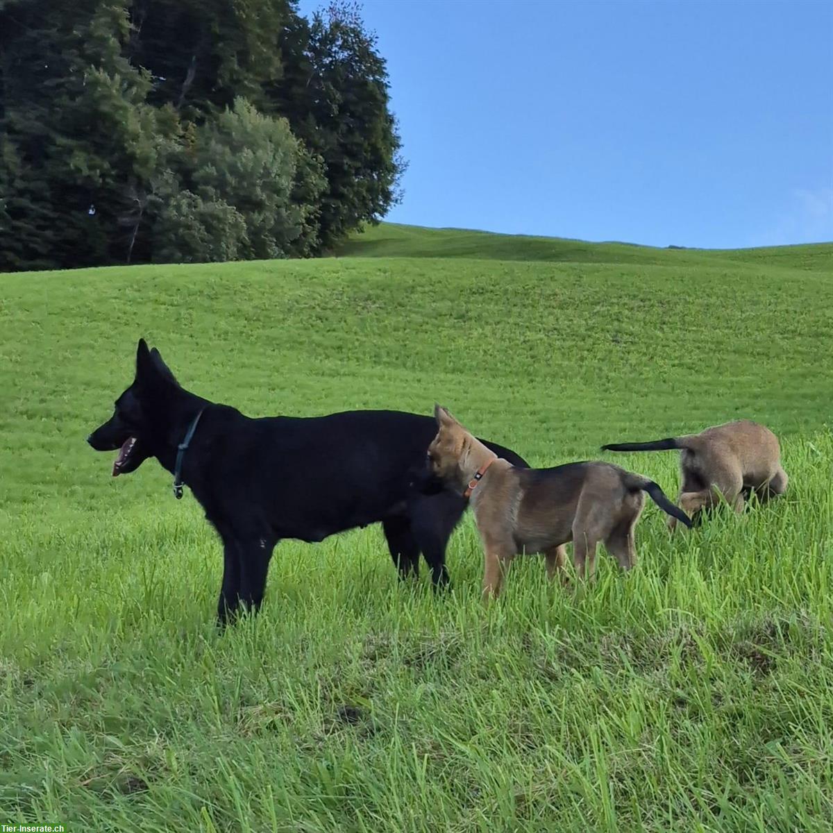 Bild 3: Malinois x Deutscher Schäferhund Welpen