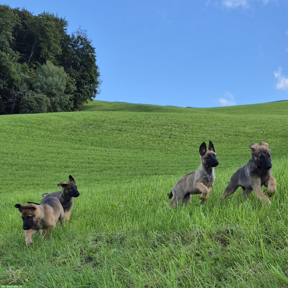 Bild 4: Malinois x Deutscher Schäferhund Welpen