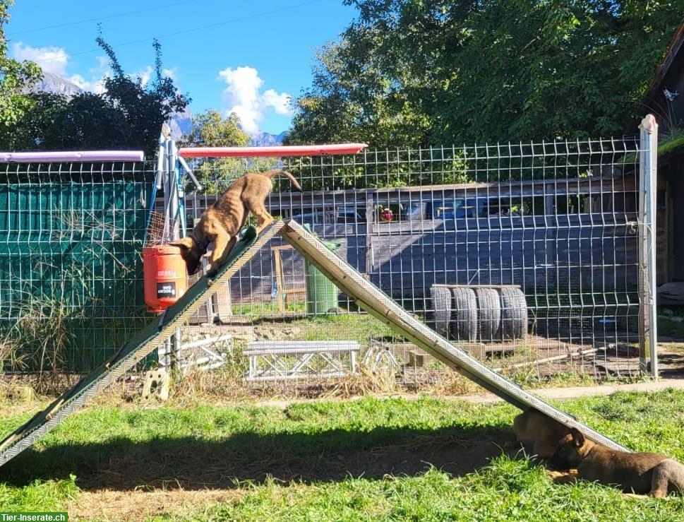 Bild 5: Malinois x Deutscher Schäferhund Welpen