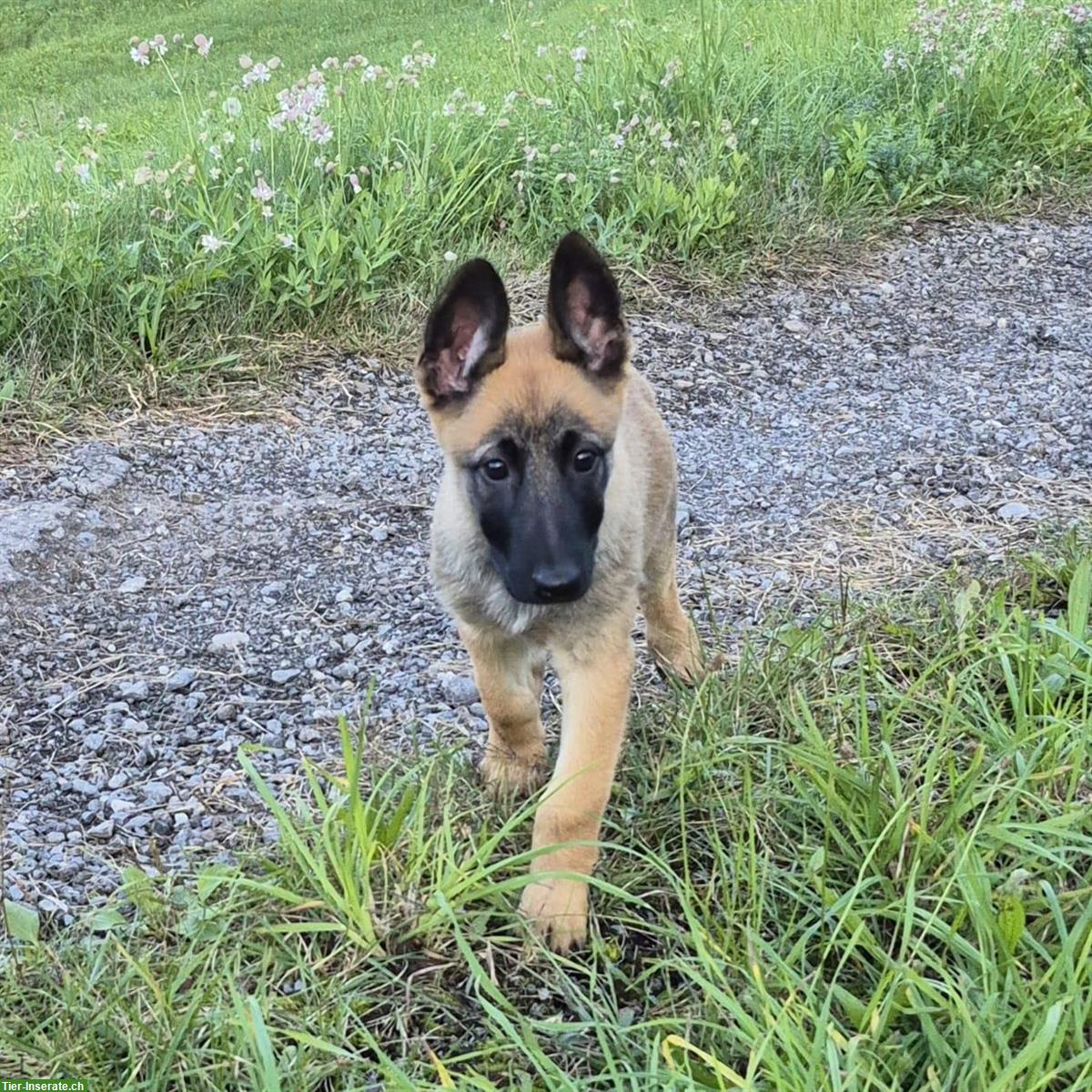 Bild 6: Malinois x Deutscher Schäferhund Welpen