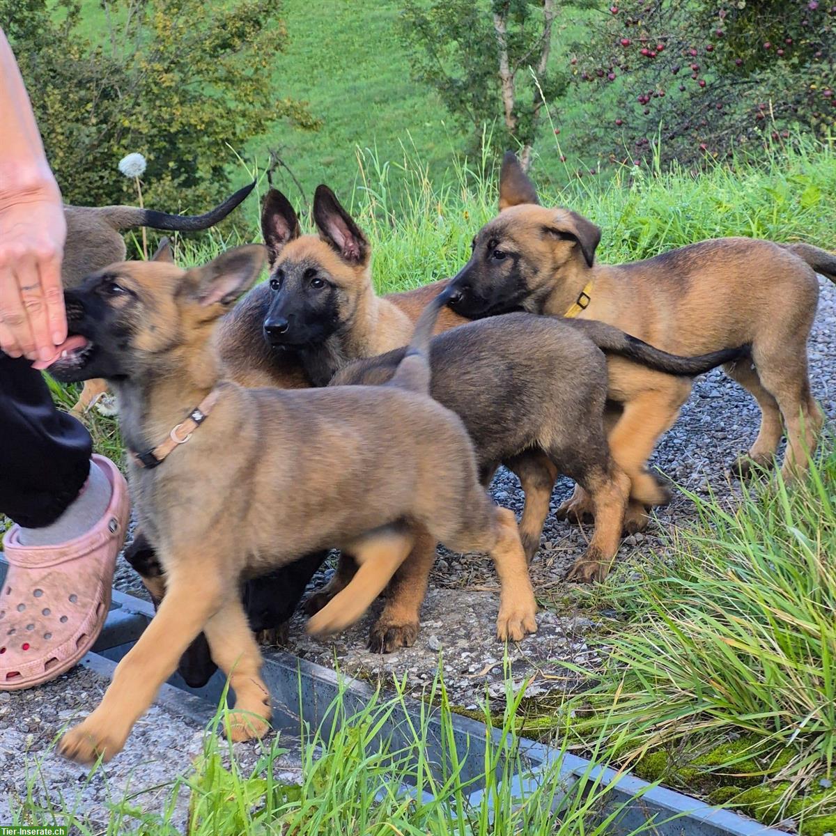 Bild 7: Malinois x Deutscher Schäferhund Welpen