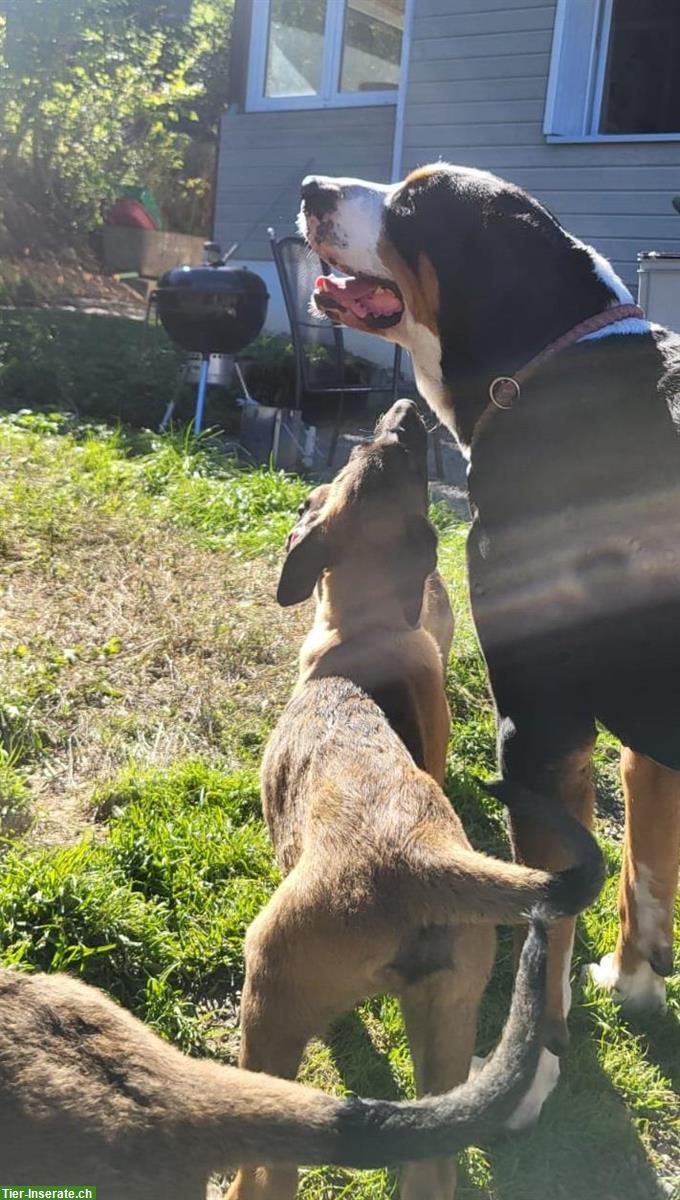 Bild 8: Malinois x Deutscher Schäferhund Welpen