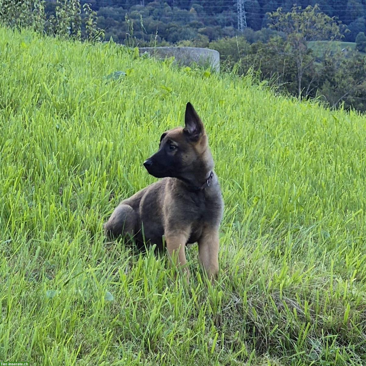Bild 9: Malinois x Deutscher Schäferhund Welpen