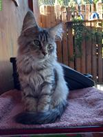 Maine Coon Kitten, verschmustes Weibchen abzugeben