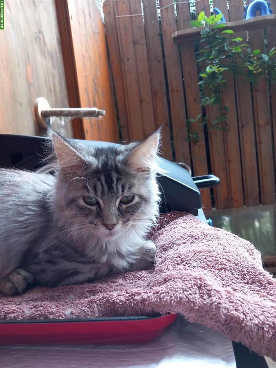 Bild 2: Maine Coon Kitten, verschmustes Weibchen abzugeben