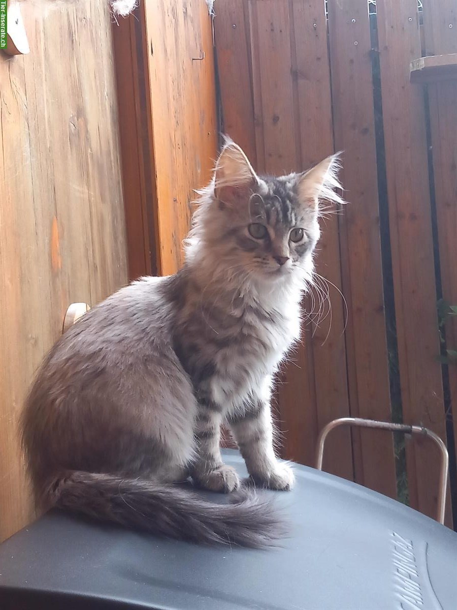Bild 3: Maine Coon Kitten, verschmustes Weibchen abzugeben