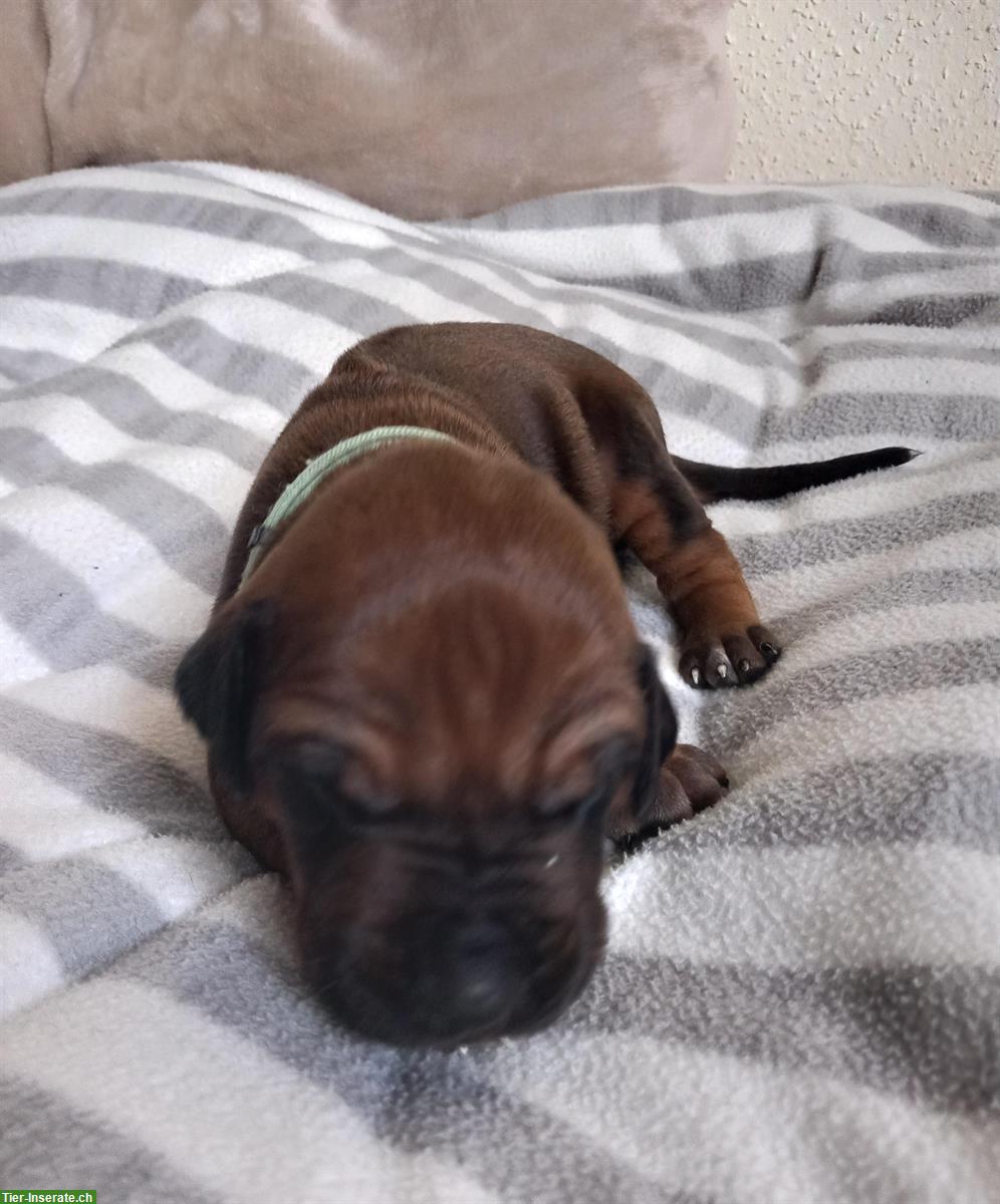 Rhodesian Ridgeback Welpen aus seriöser Zucht