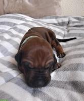 Rhodesian Ridgeback Welpen aus seriöser Zucht