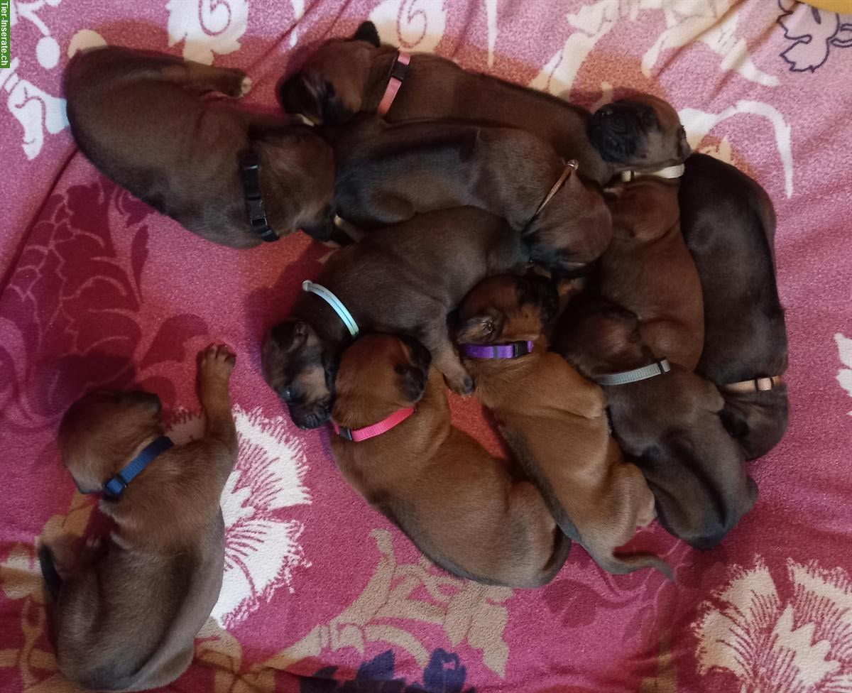 Bild 2: Rhodesian Ridgeback Welpen aus seriöser Zucht