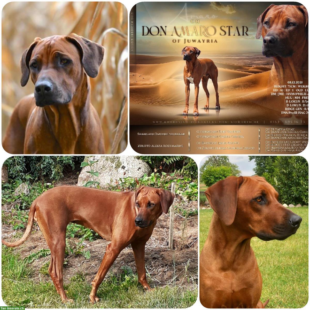 Bild 3: Rhodesian Ridgeback Welpen aus seriöser Zucht