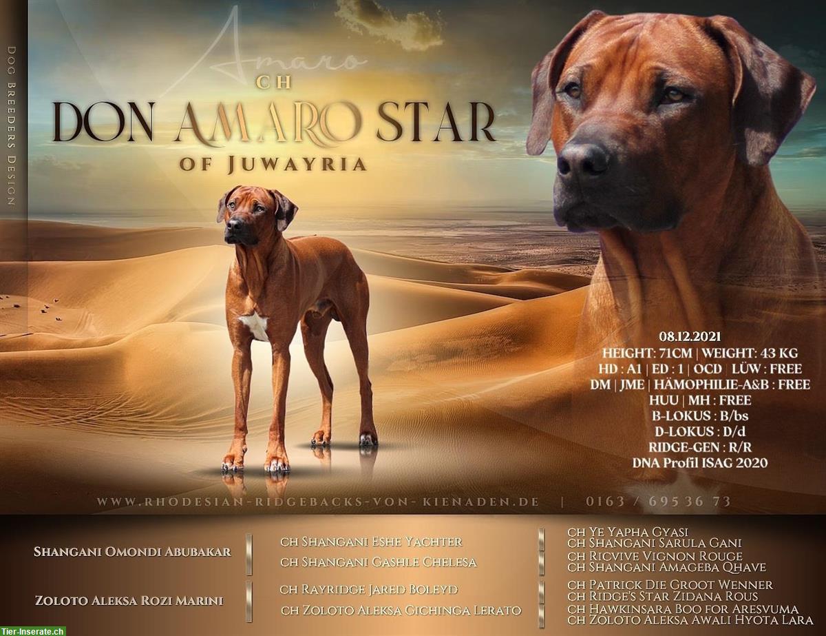 Bild 5: Rhodesian Ridgeback Welpen