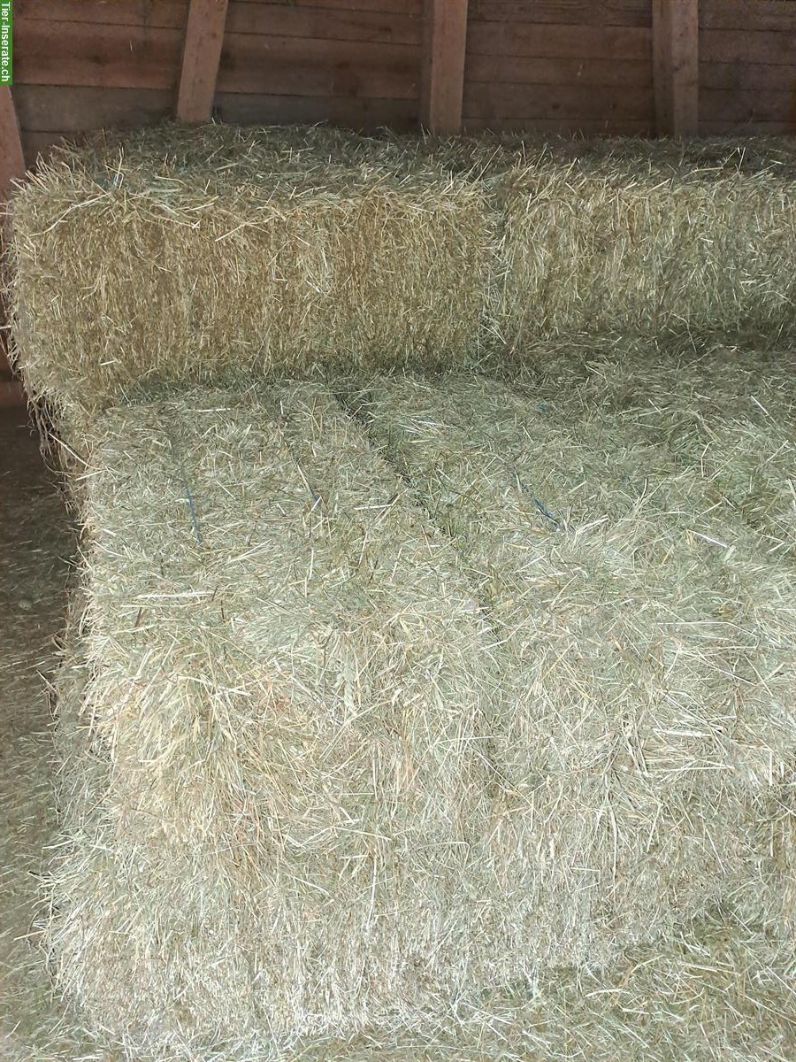 Heu belüftet in Kleinballen zu verkaufen