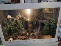 Terrarium inkl. Zubehör zu verkaufen (auf Wunsch mit 2 Kornnattern)
