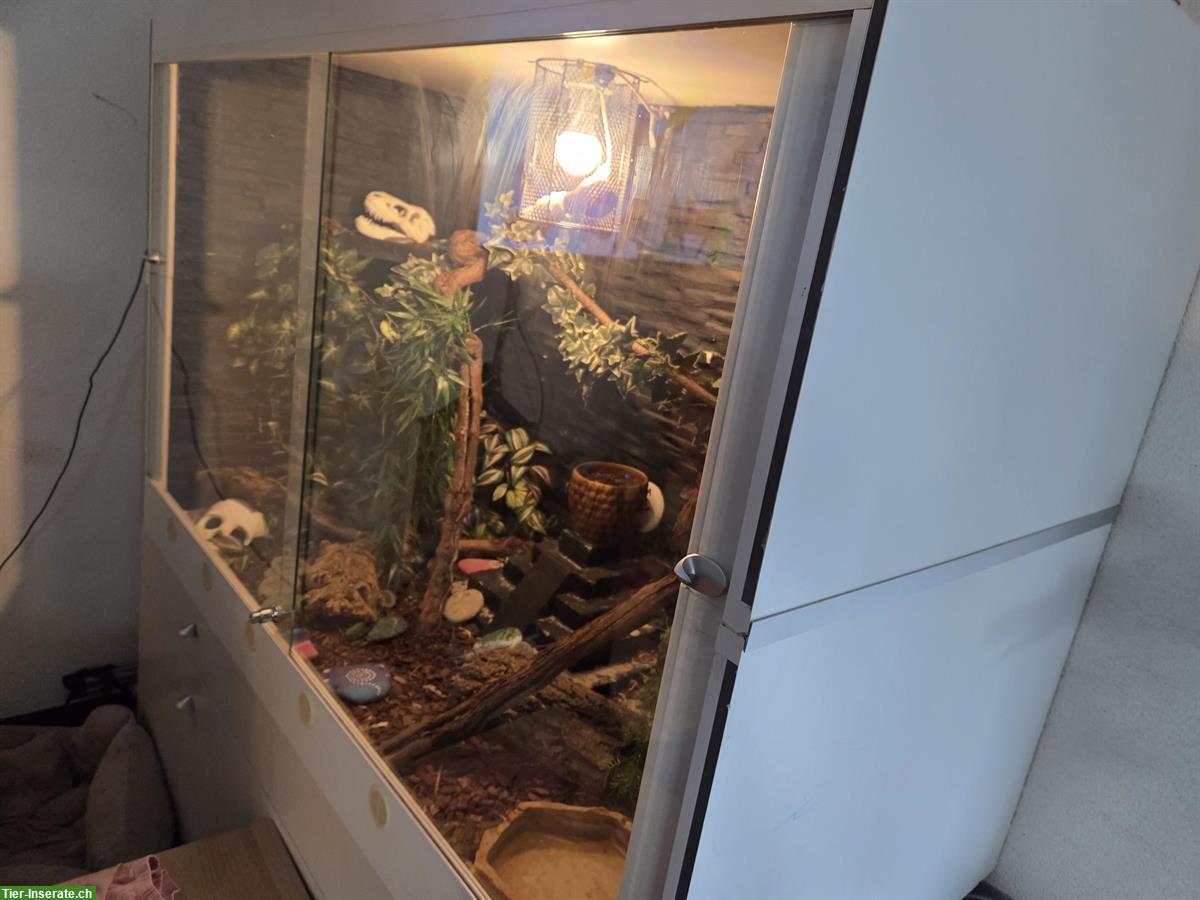 Bild 2: Terrarium inkl. Zubehör zu verkaufen (auf Wunsch mit 2 Kornnattern)