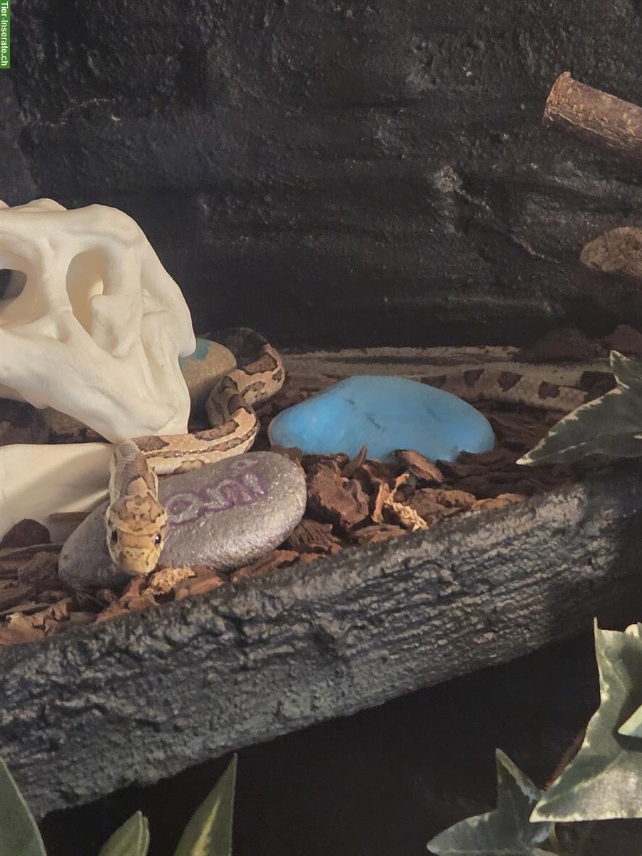 Bild 5: Terrarium inkl. Zubehör zu verkaufen (auf Wunsch mit 2 Kornnattern)