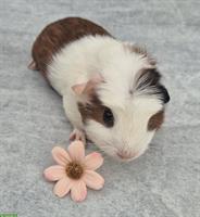 Crested Meerschweinchen (Frühkastraten) zu verkaufen