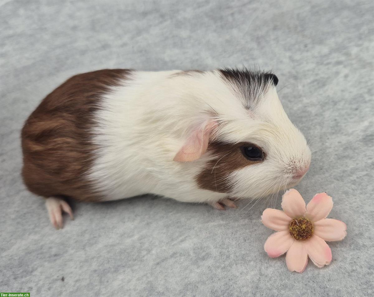 Bild 2: Crested Meerschweinchen (Frühkastraten) zu verkaufen