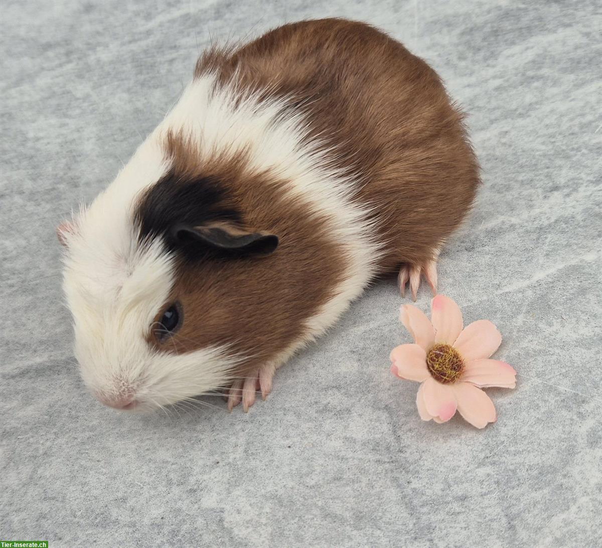 Bild 3: Crested Meerschweinchen (Frühkastraten) zu verkaufen