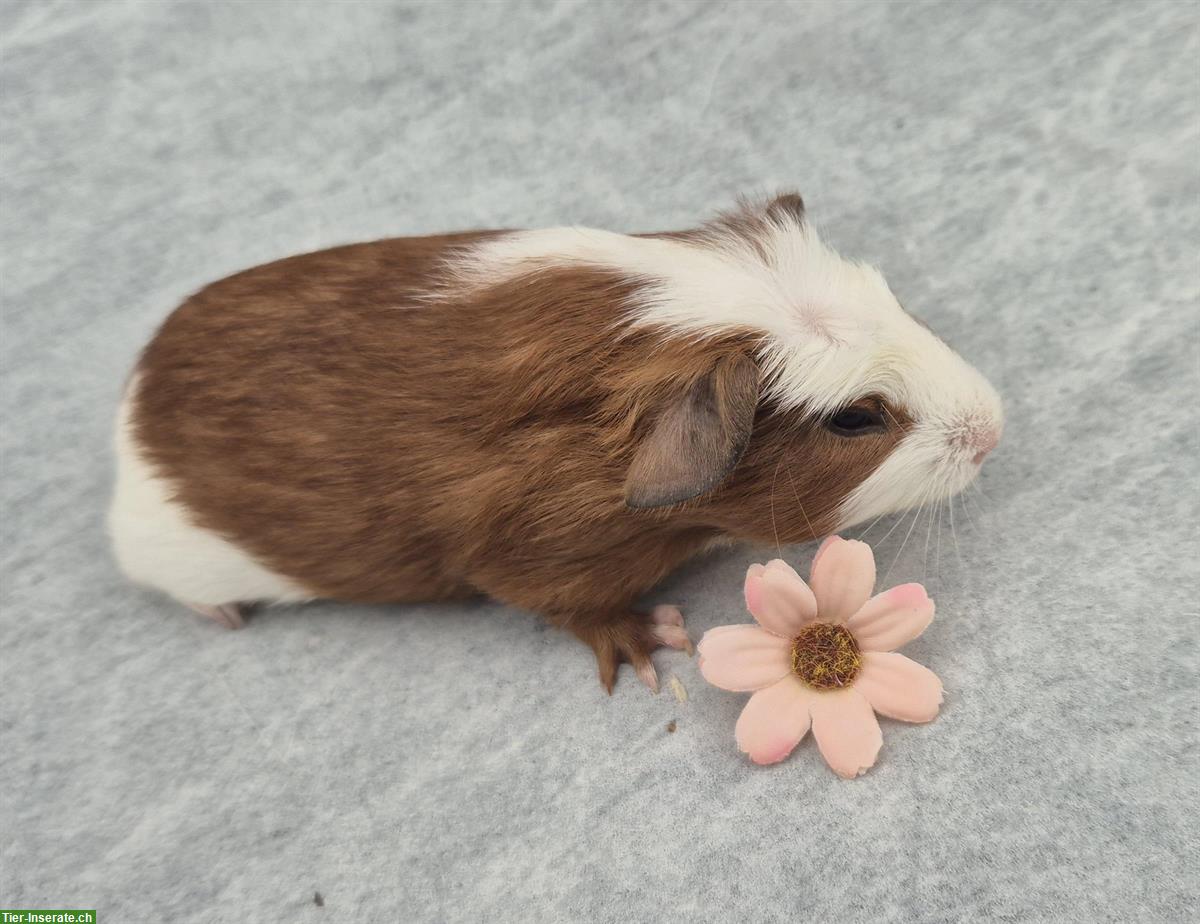 Bild 4: Crested Meerschweinchen (Frühkastraten) zu verkaufen