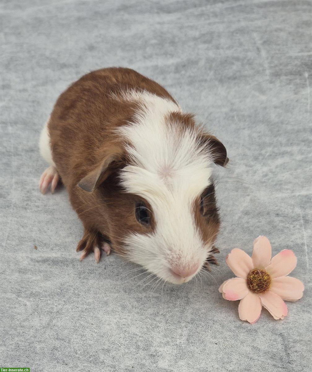 Bild 5: Crested Meerschweinchen (Frühkastraten) zu verkaufen
