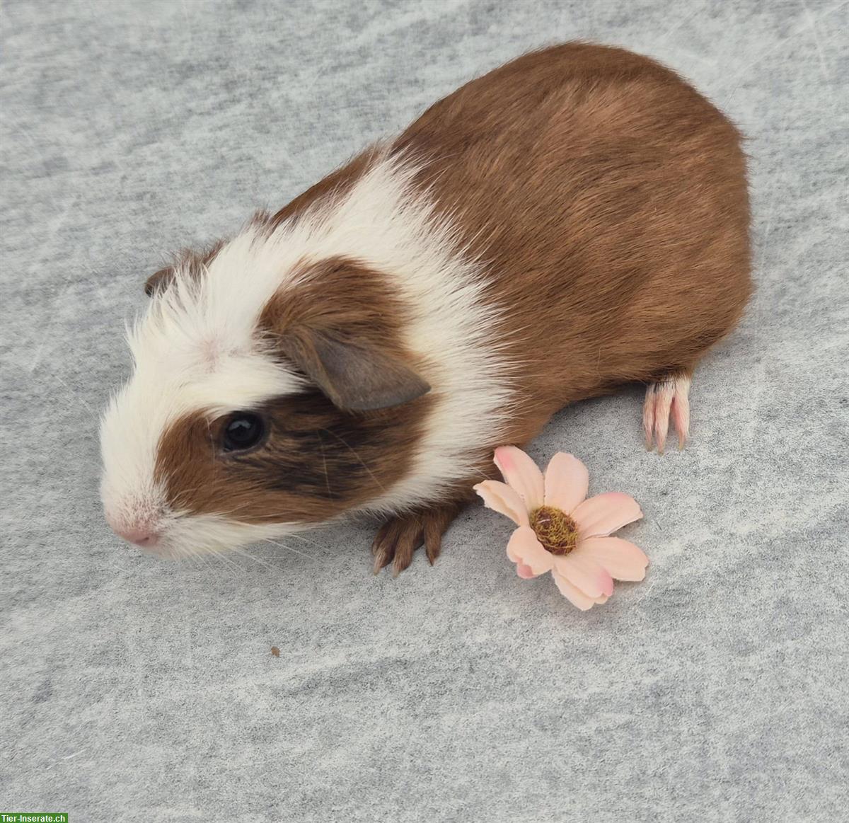 Bild 6: Crested Meerschweinchen (Frühkastraten) zu verkaufen