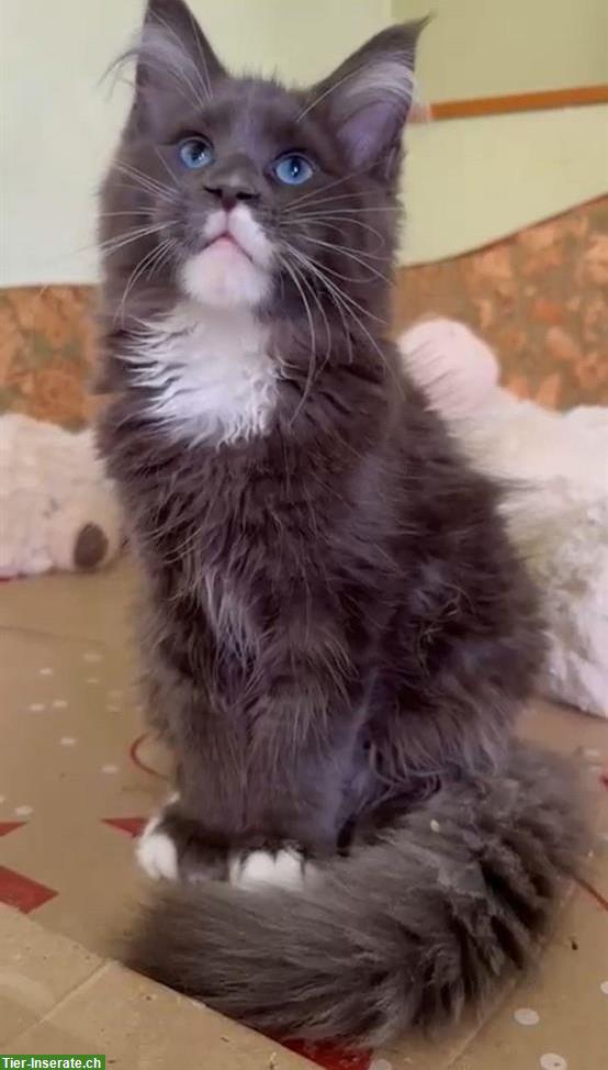 Maine Coon Kater mit selten blauen Augen