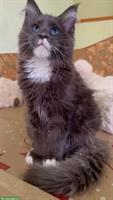 Maine Coon Kater mit selten blauen Augen
