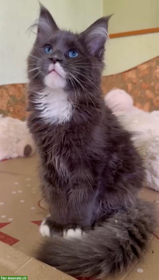 Bild 2: Maine Coon Kater mit selten blauen Augen