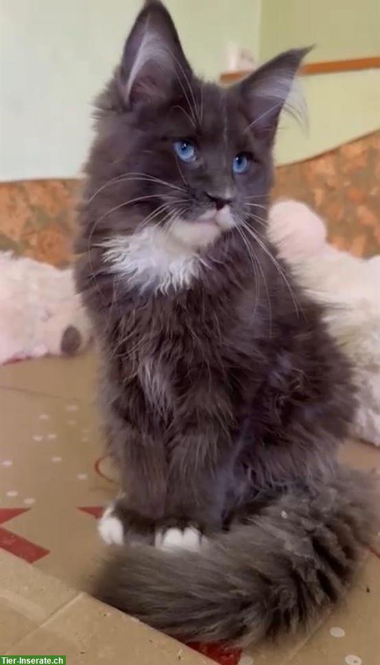 Bild 3: Maine Coon Kater mit selten blauen Augen