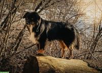 Deckrüden Miniature American Shepherd mit Stammbaum