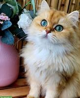 BLH Katze + Perser Kater suchen neue Dosenöffner