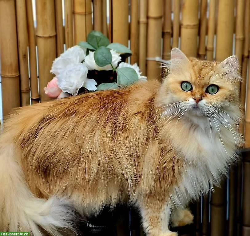 Bild 2: BLH Katze + Perser Kater suchen neue Dosenöffner
