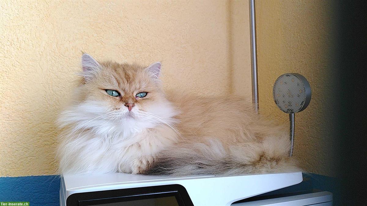Bild 3: BLH Katze + Perser Kater suchen neue Dosenöffner
